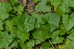 Scopellaria marginata penangense