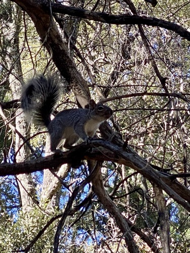 Arizona Gray Squirrel, Coronado National Forest, Nogales, AZ, US, photo 7 of 10