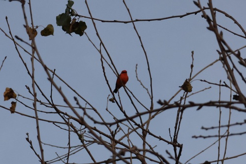 iNaturalist observation photo of Vermilion Flycatcher