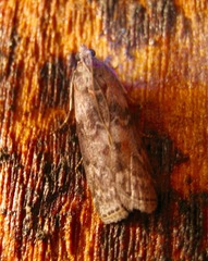 Sciota subcaesiella