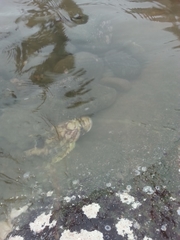 Myoxocephalus octodecemspinosus