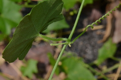 Scopellaria marginata penangense