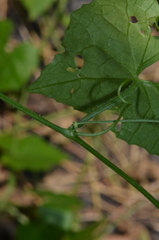 Scopellaria marginata penangense