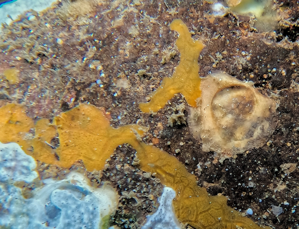 Clathria menoui