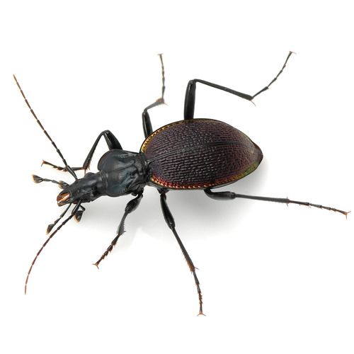 Margined Snail-eating Beetle photo 3