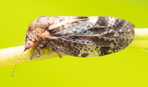 Dasypsylla brunnea, 2024-12-24
