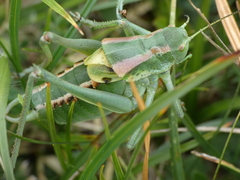 Polysarcus denticauda