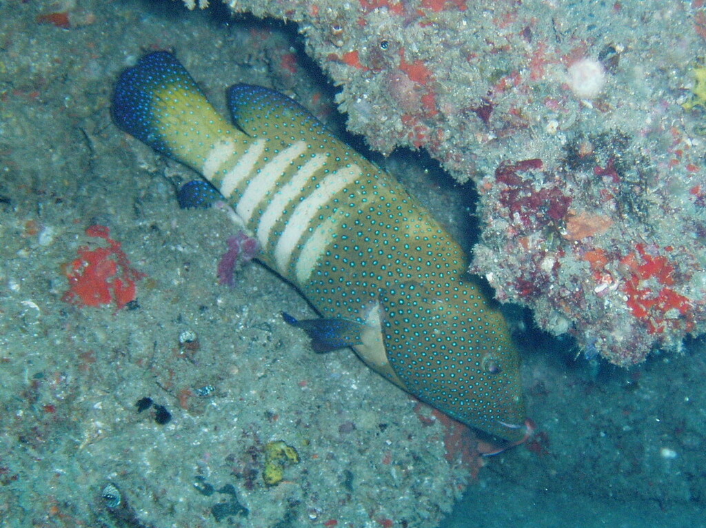 Peacock grouper