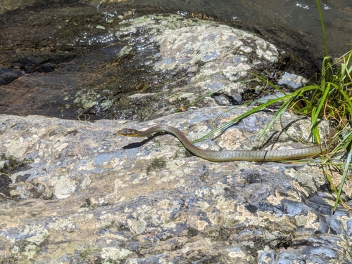 Common Tree Snake sighting