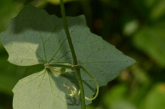 Scopellaria marginata penangense