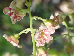 Ribes acerifolium