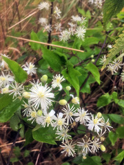 Clematis vitalba