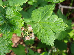 Ribes acerifolium
