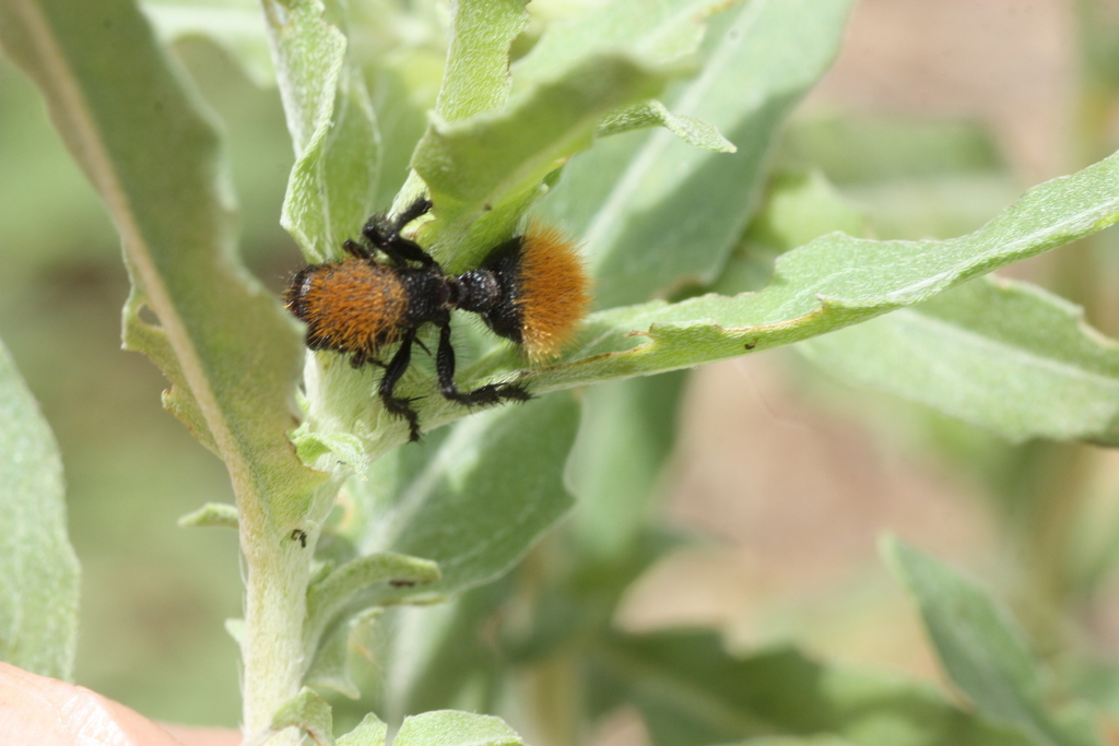 Dasymutilla stevensi
