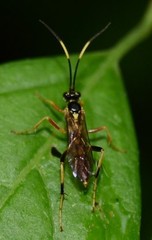 Polytribax contiguus