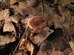 Inocybe cincinnata
