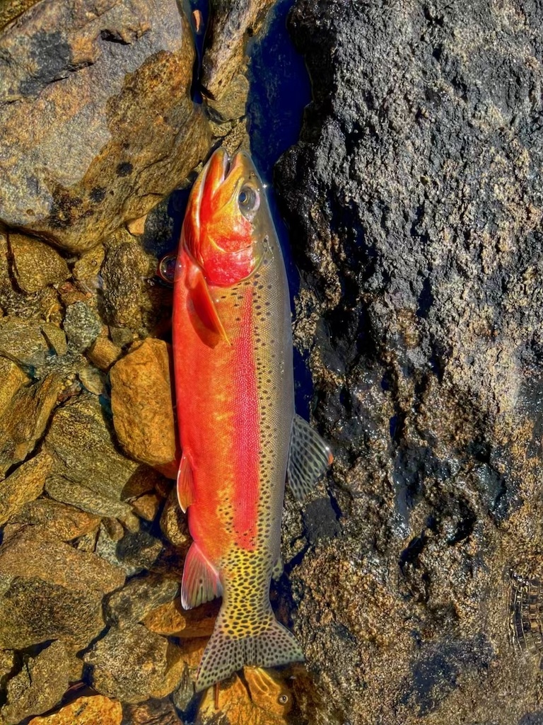 Golden Trout (Oncorhynchus aguabonita)