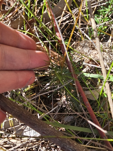 Image of Stylidium lineare by (c) Richard Dimon, some rights reserved (CC BY)