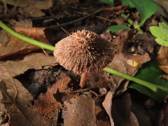 Inocybe cincinnata