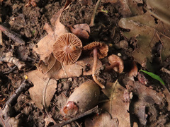 Inocybe cincinnata
