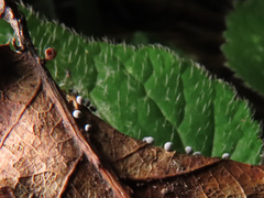 Didymium squamulosum