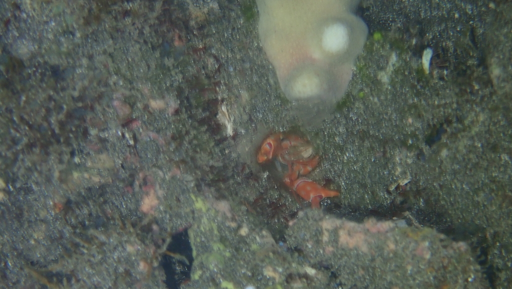 Corallianassa oahuensis