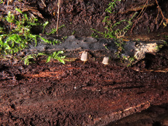 Mycena picta