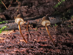 Mycena picta