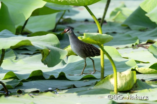 White-browed Crake (Poliolimnas cinereus), photo 2