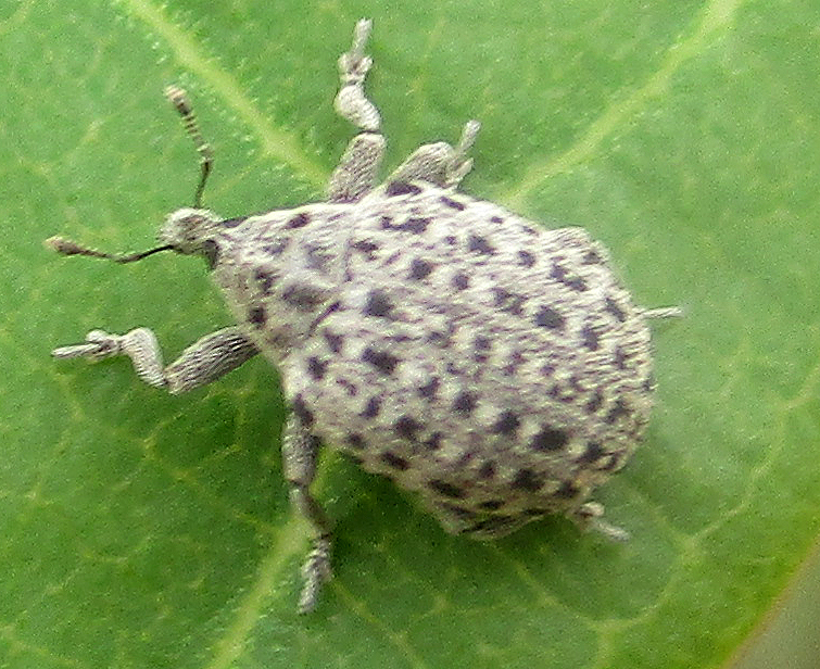 Cionus tristis