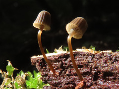Mycena picta