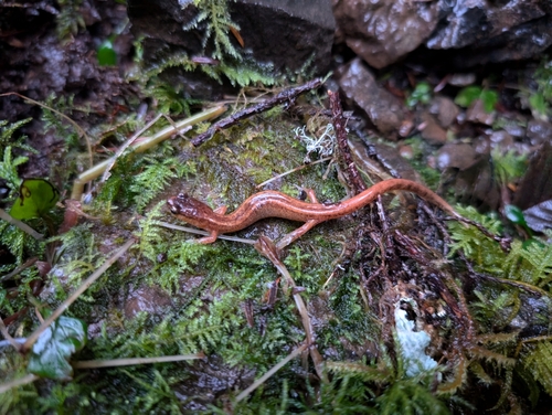 Western Red-backed Salamander, Washington, US, photo 8 of 10