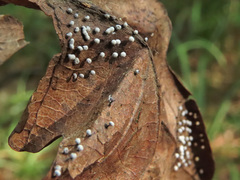 Didymium squamulosum
