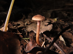 Inocybe cincinnata
