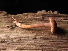 Inocybe cincinnata