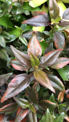 Tracheophyta