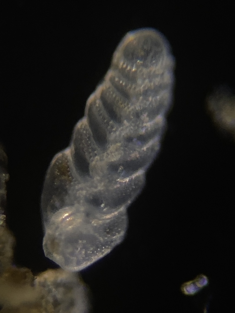 Bolivina seminuda
