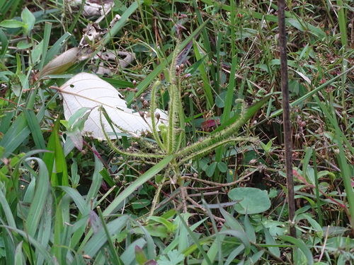 Drosera finlaysonii