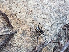 Latrodectus