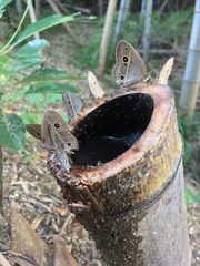 Mycalesis gotama fulginia