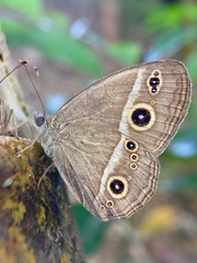 Mycalesis gotama fulginia