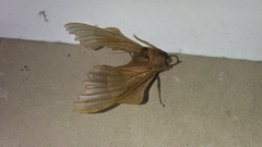 Smerinthinae