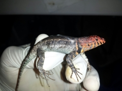 Sceloporus pyrocephalus