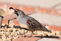 Callipepla gambelii