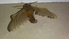 Smerinthinae