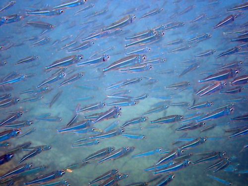 Broad-banded hardyhead (Atherinomorus lacunosus) — Atherinidae — 2