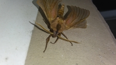 Smerinthinae