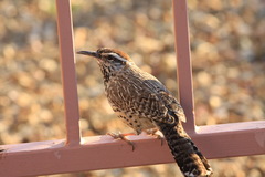 Campylorhynchus brunneicapillus