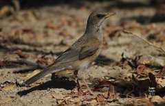 Turdus rufopalliatus graysoni