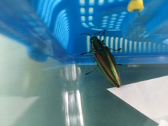 Chrysochroa fulgidissima